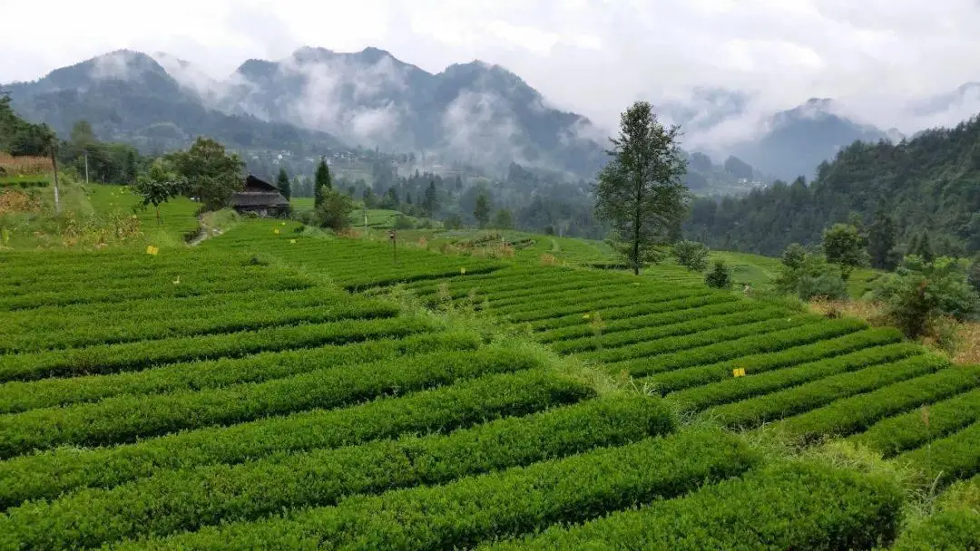 含硒高的恩施富硒茶