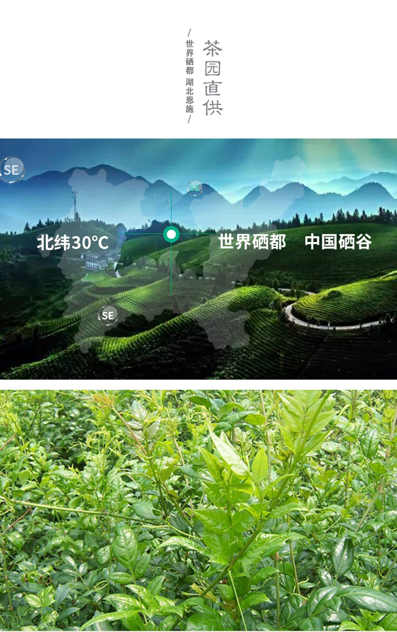 恩施富硒茶黑茶含量