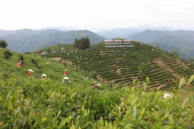 平利女娲茶是富硒茶