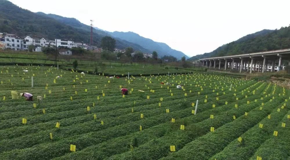 平利女娲茶是富硒茶