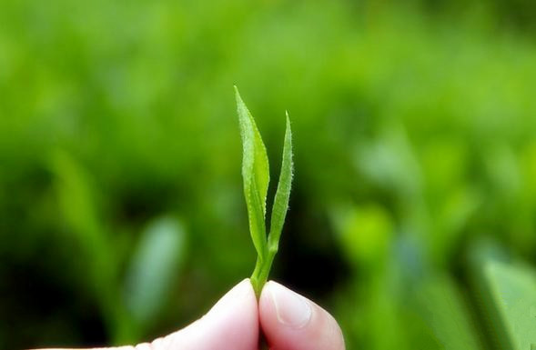 紫阳富硒茶叶