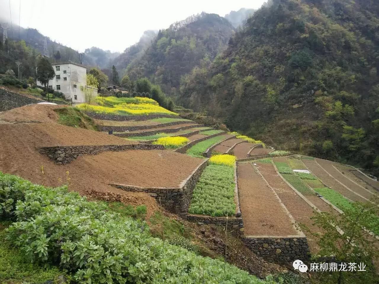 富硒茶好还是无硒好