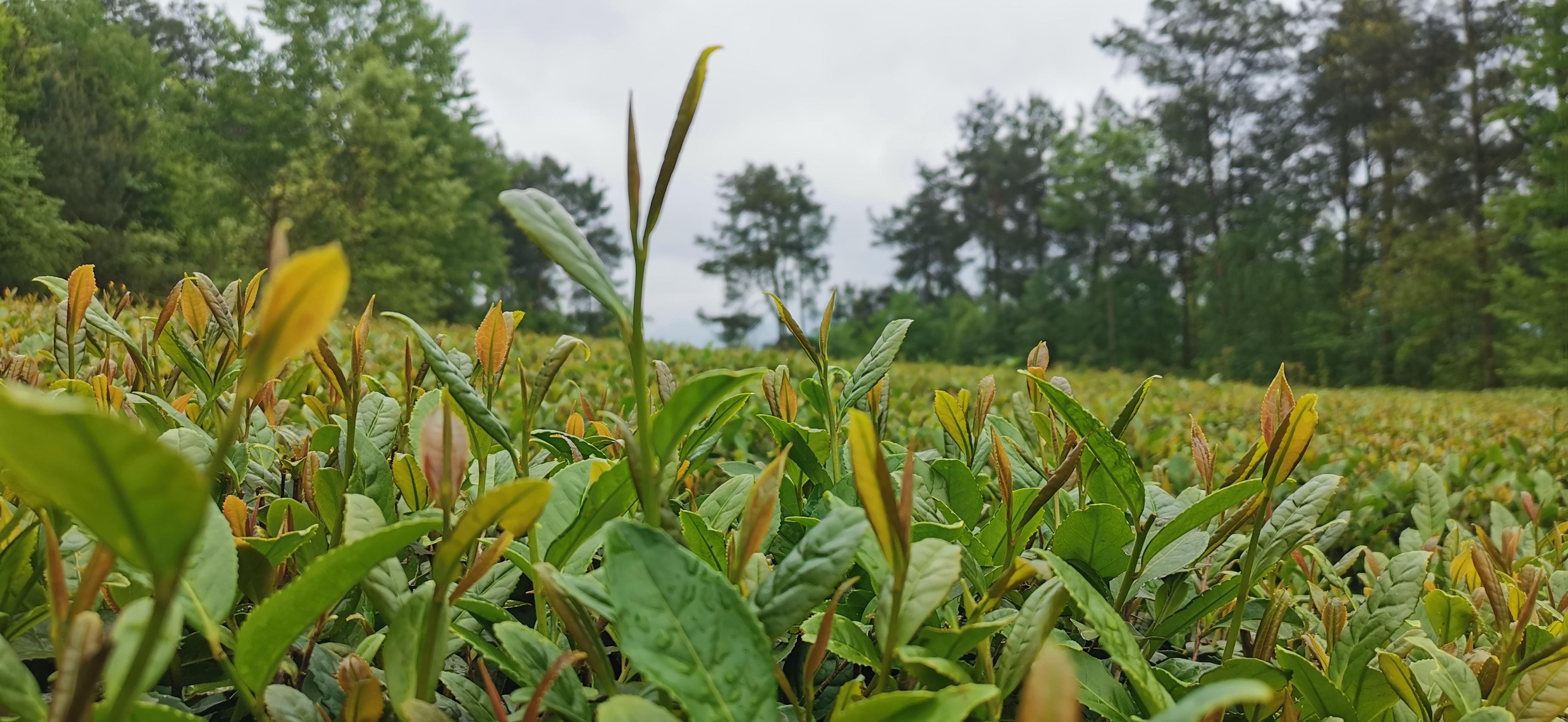 贵州开阳富硒茶口感