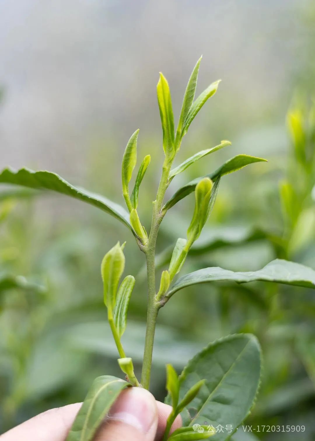 陕西富硒茶哪种最好