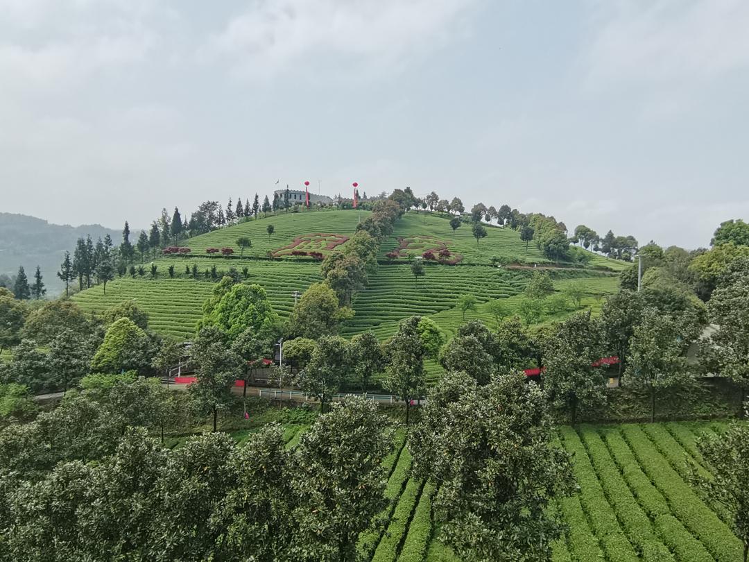 贵州开阳富硒茶口感