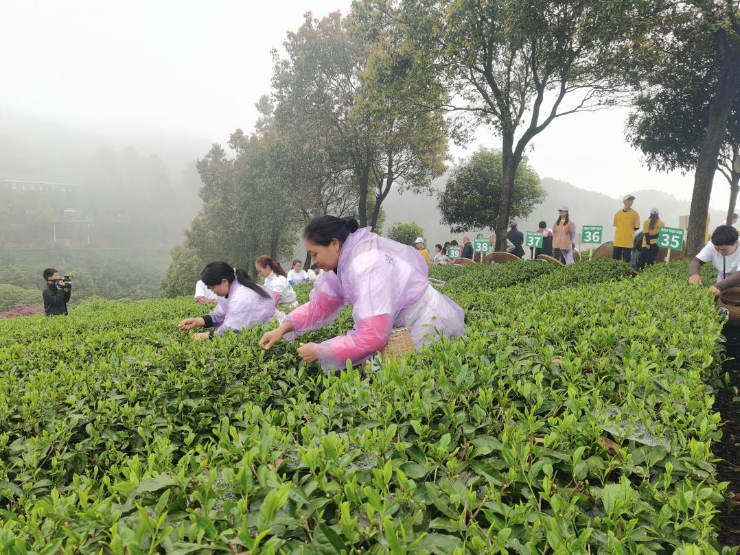 贵州开阳富硒茶口感