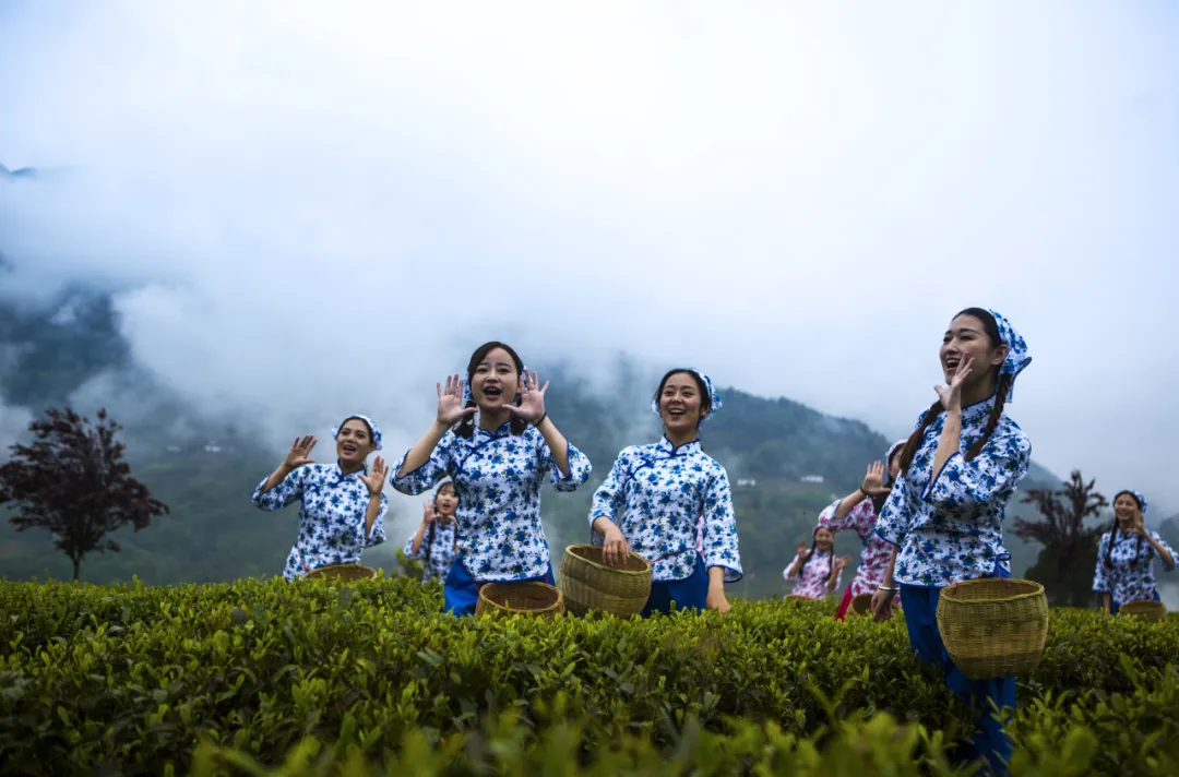 紫阳富硒茶销售渠道