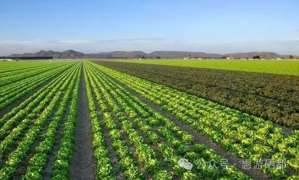 湖北特产恩施富硒茶