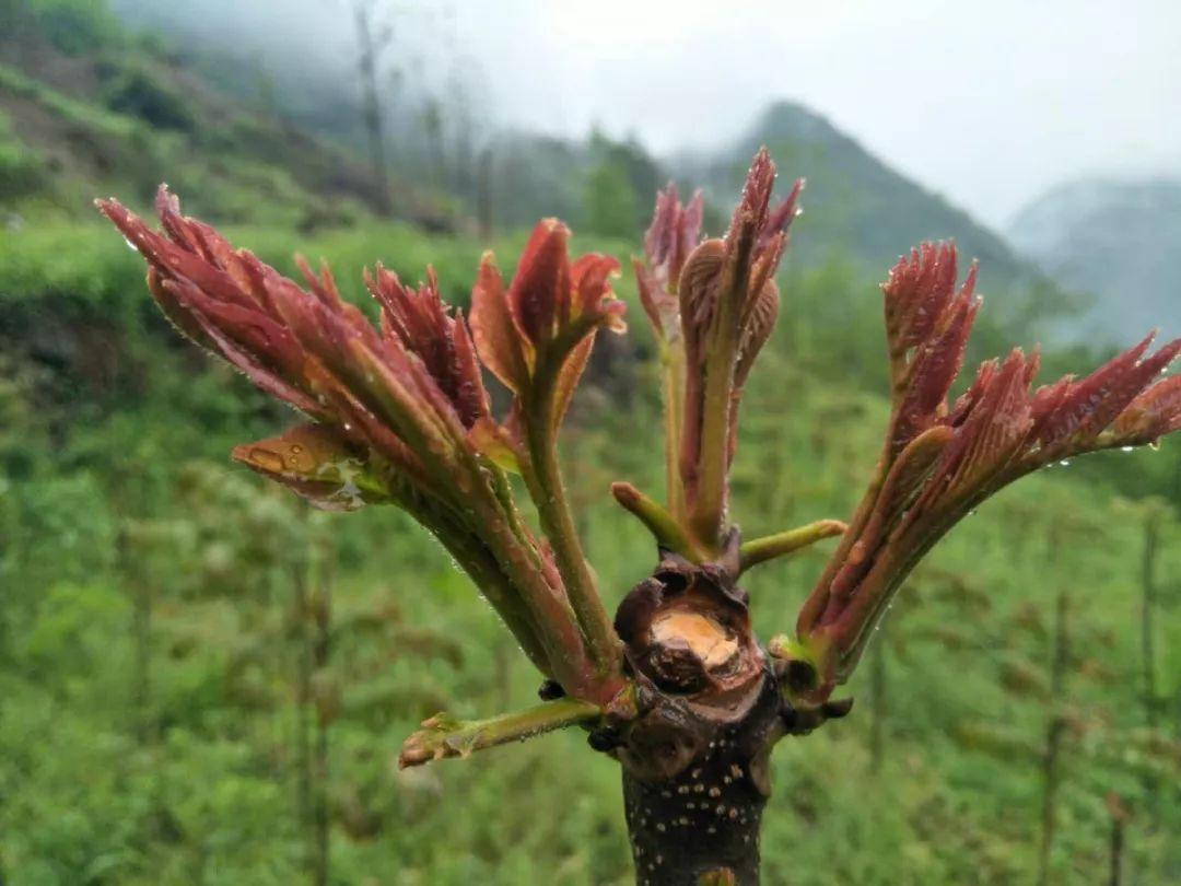 陕西石泉晨光富硒茶