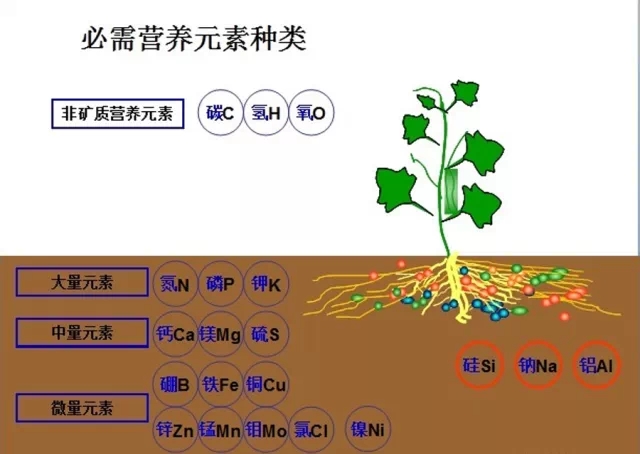 儿童查微量元素挂什么科