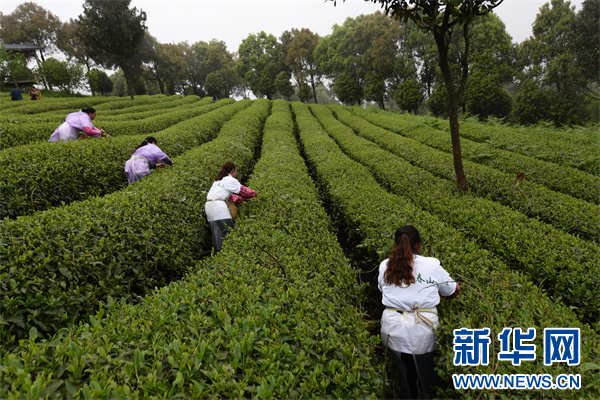 4月12日，选手在开阳县南农乡富硒茶示范园进行采茶比赛。新华网发（陈纪滔 摄）