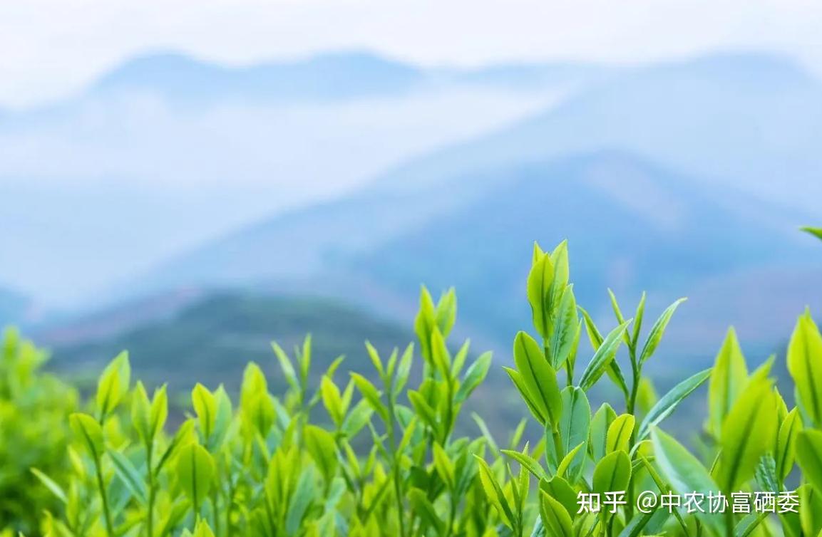 陕西紫阳富硒茶价位