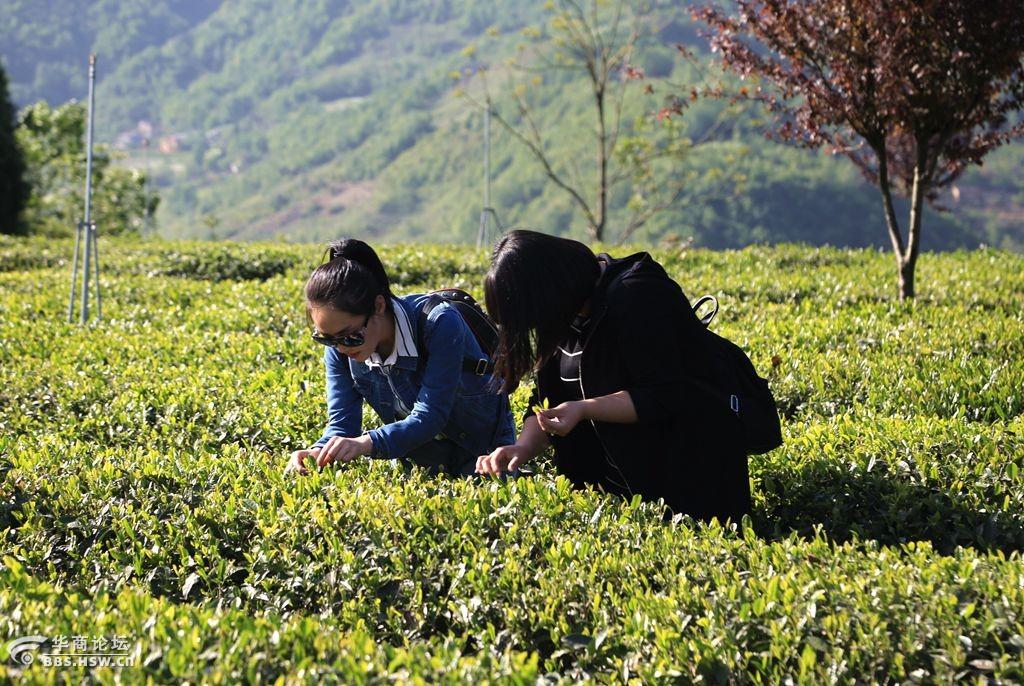 紫阳富硒茶销路如何