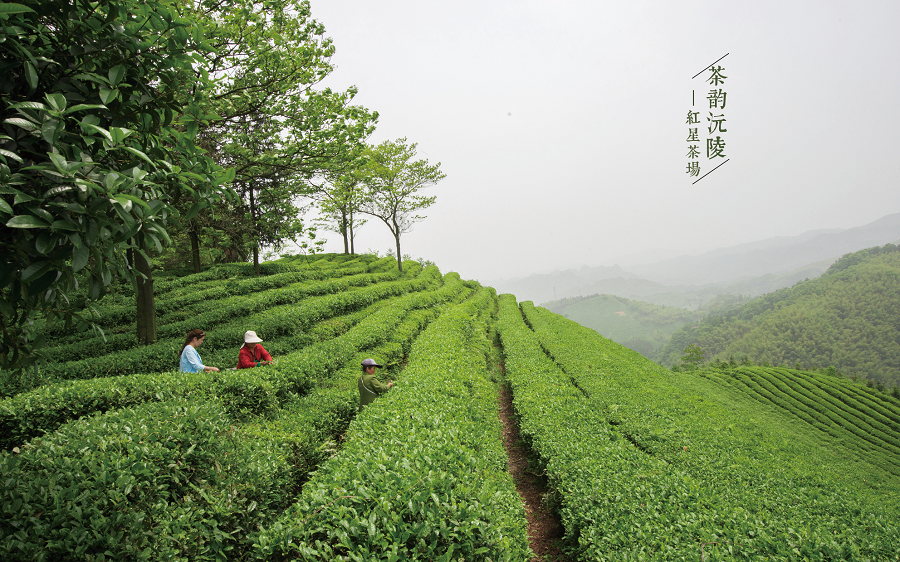 荆州富硒茶推荐企业