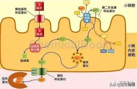 补铁剂有哪些