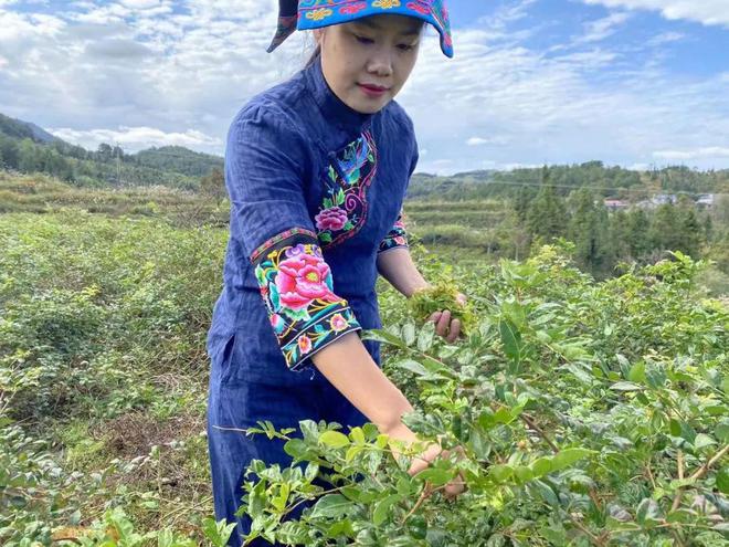 富硒黄金茶价格多少