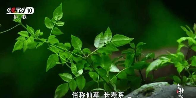 富硒黄金茶价格多少