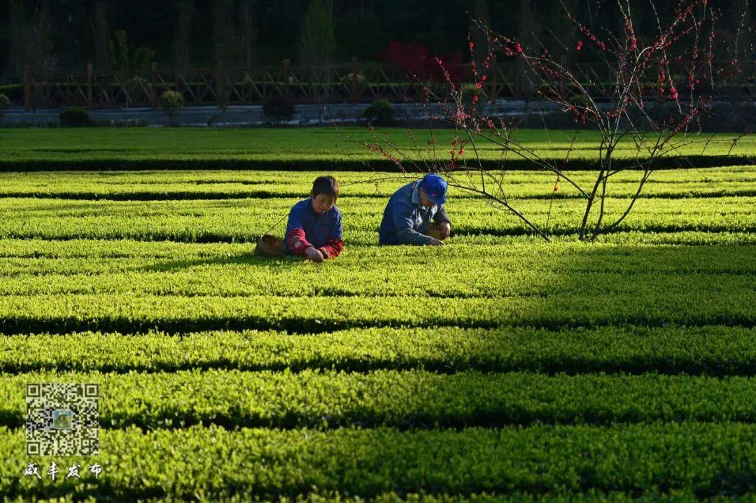 云雾问茶 恩施富硒