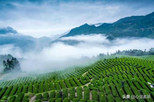 武汉云雾富硒茶好吗