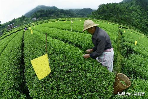 武汉云雾富硒茶好吗