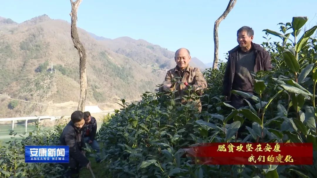 紫阳富硒茶采摘过程