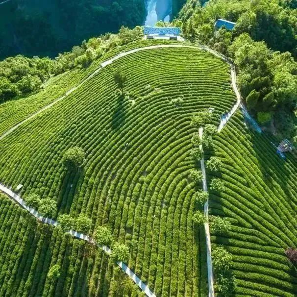 紫阳富硒茶采摘过程