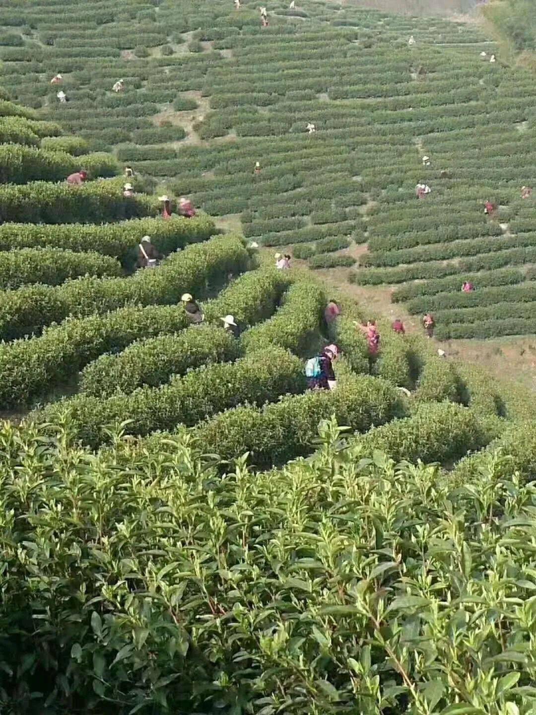 高山富硒生态有机茶