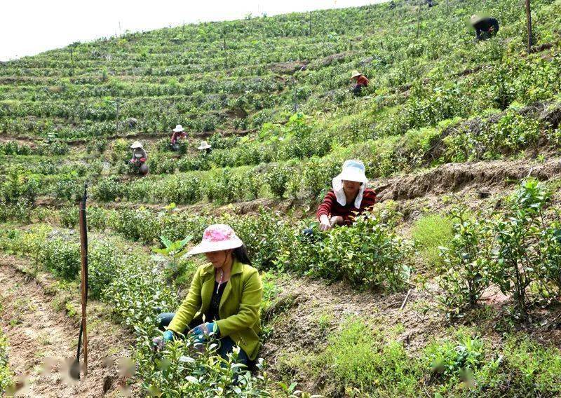 高山富硒生态有机茶