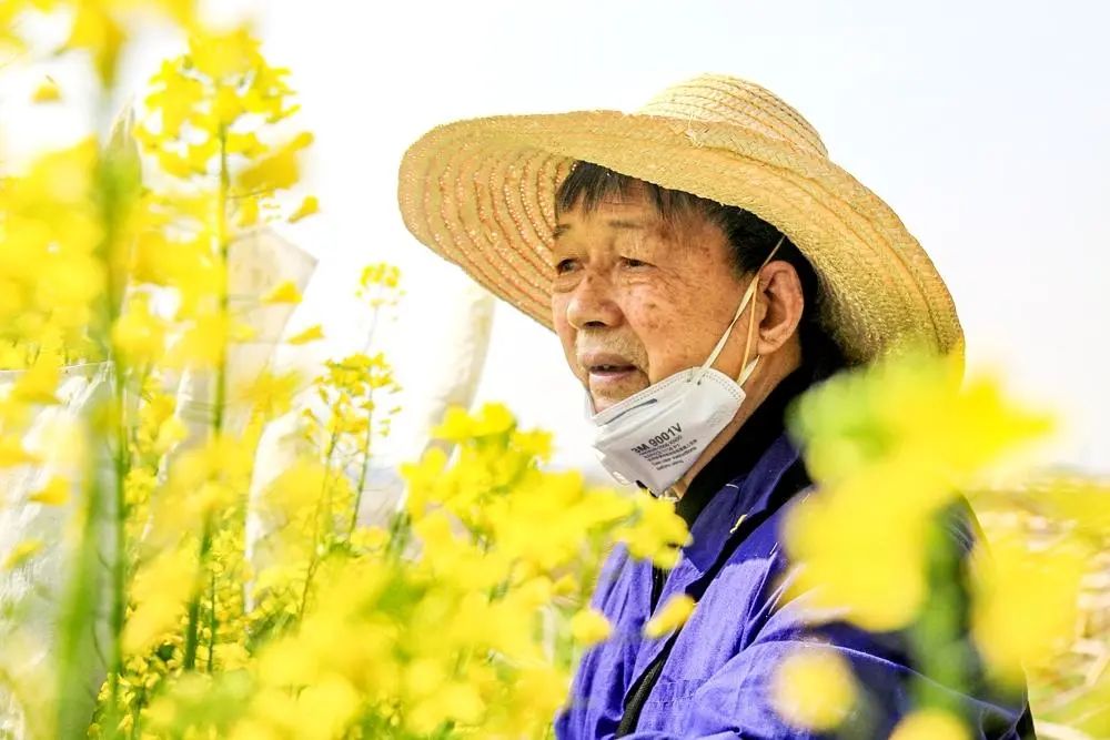 江夏恩施富硒茶价格