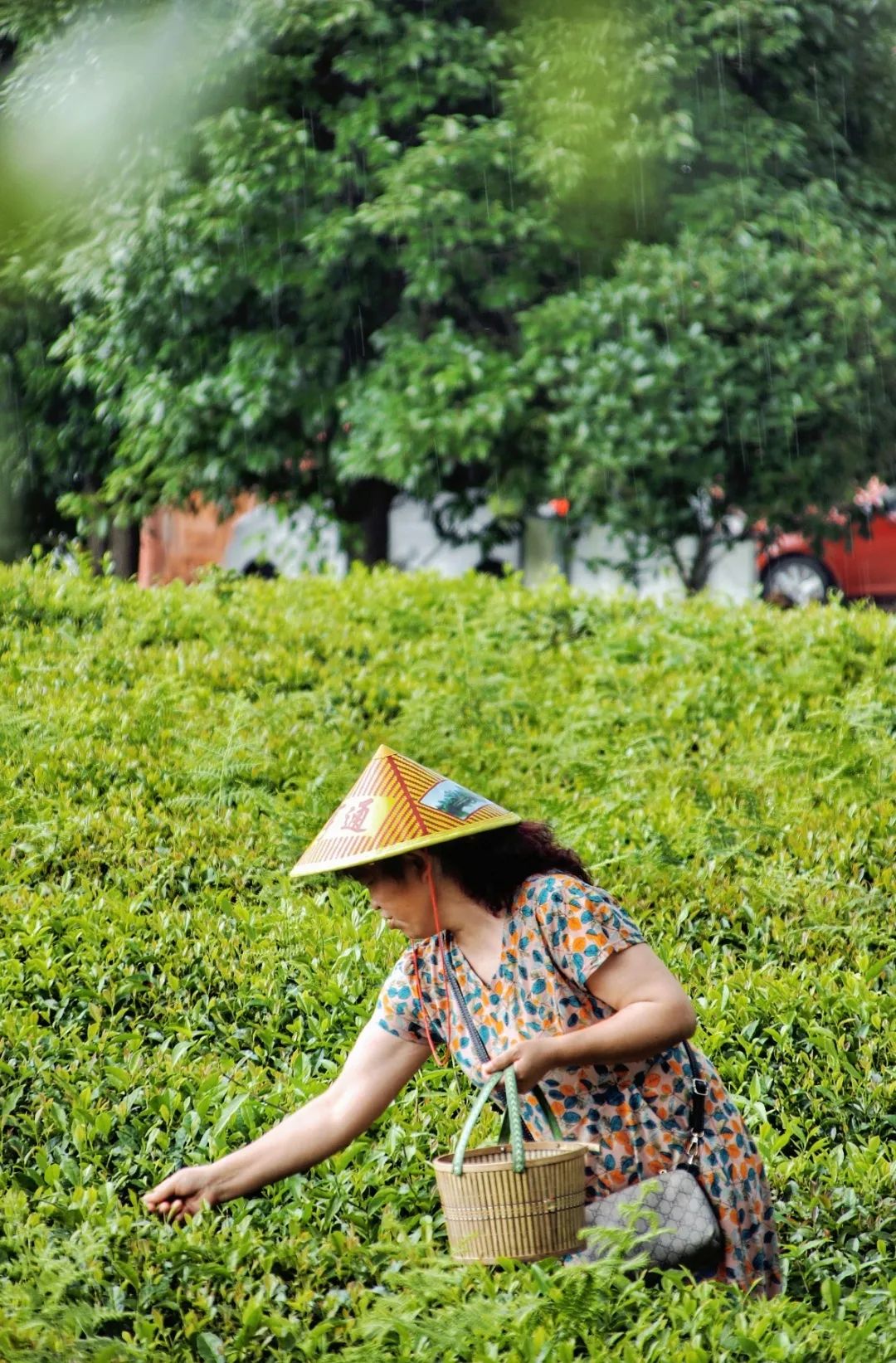 开阳富硒茶贵阳购买