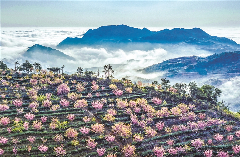 高山富硒生态有机茶