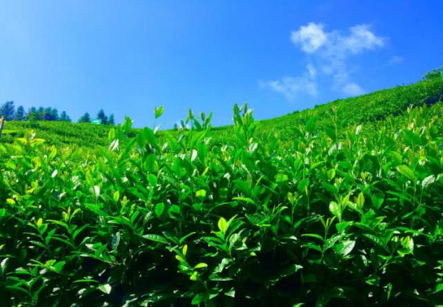 “世界上最早的茶”安康茶的种植技术，安康茶优质的保证