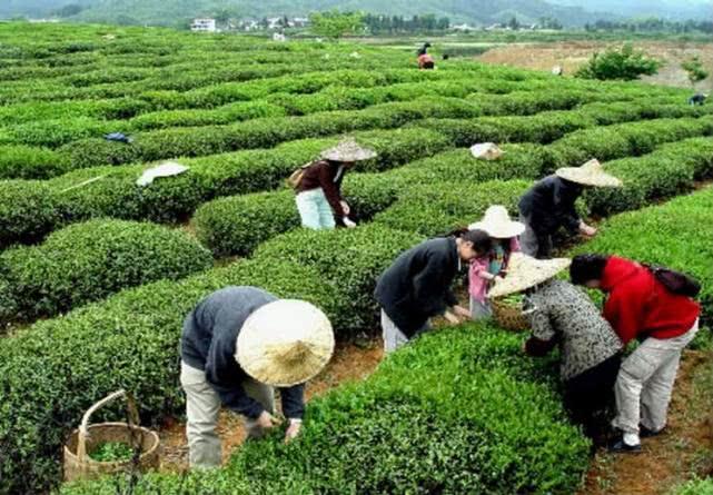 “世界上最早的茶”安康茶的种植技术，安康茶优质的保证