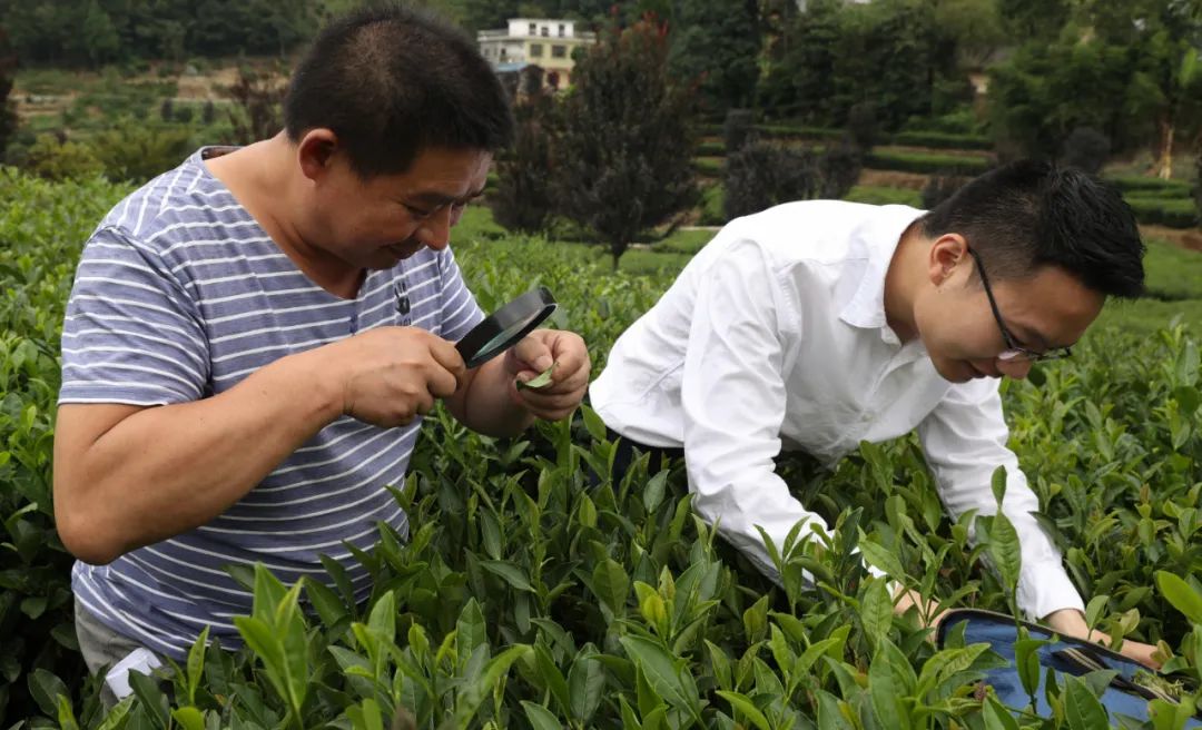 紫阳富硒茶qs认证