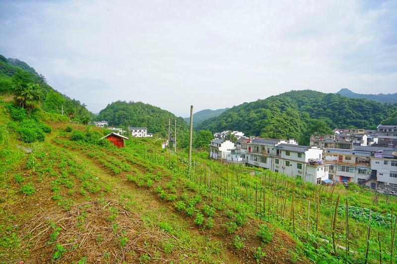 石台天方富硒茶公司