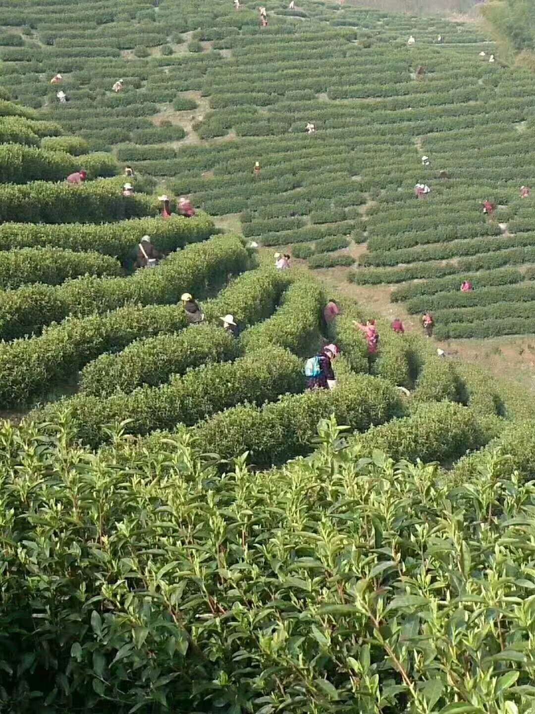 石台天方富硒茶公司