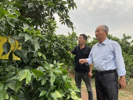 青龙春 富硒茶价格