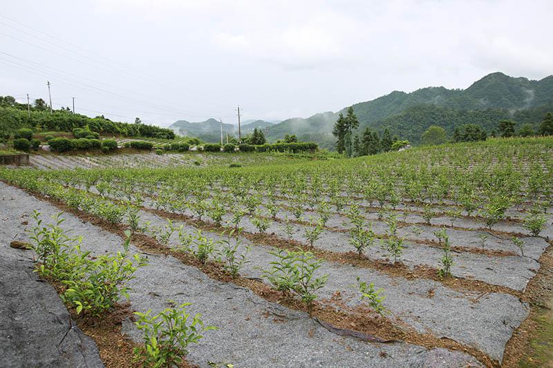 青龙春 富硒茶价格