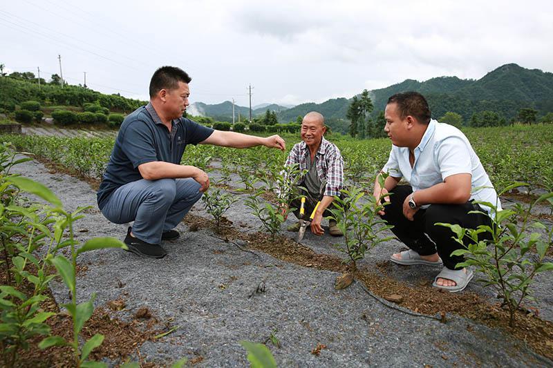 青龙春 富硒茶价格