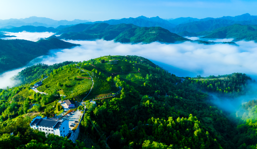 辽宁恩施富硒茶价格