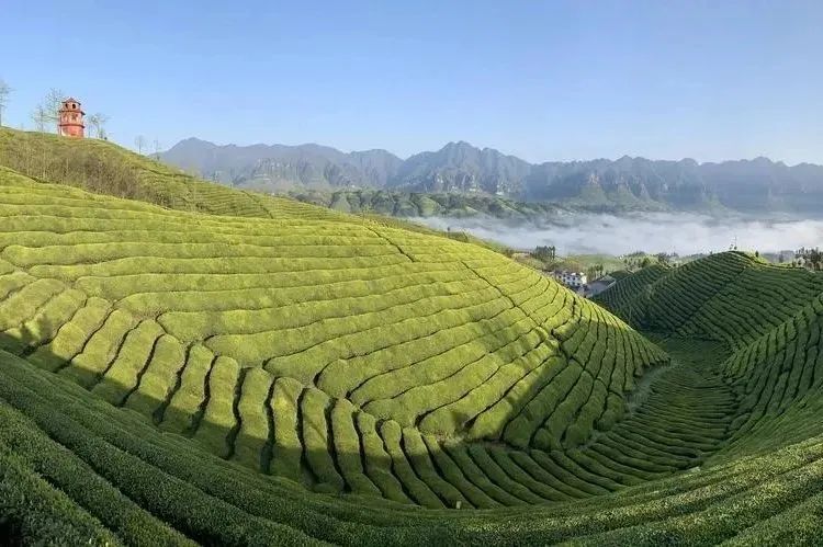 茶道印象恩施富硒茶