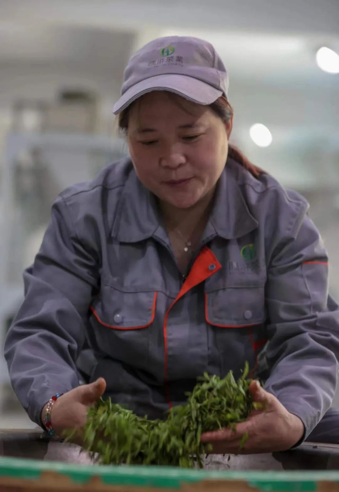 紫阳富硒茶采摘季节