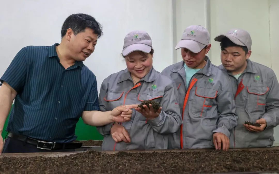 紫阳富硒茶采摘季节