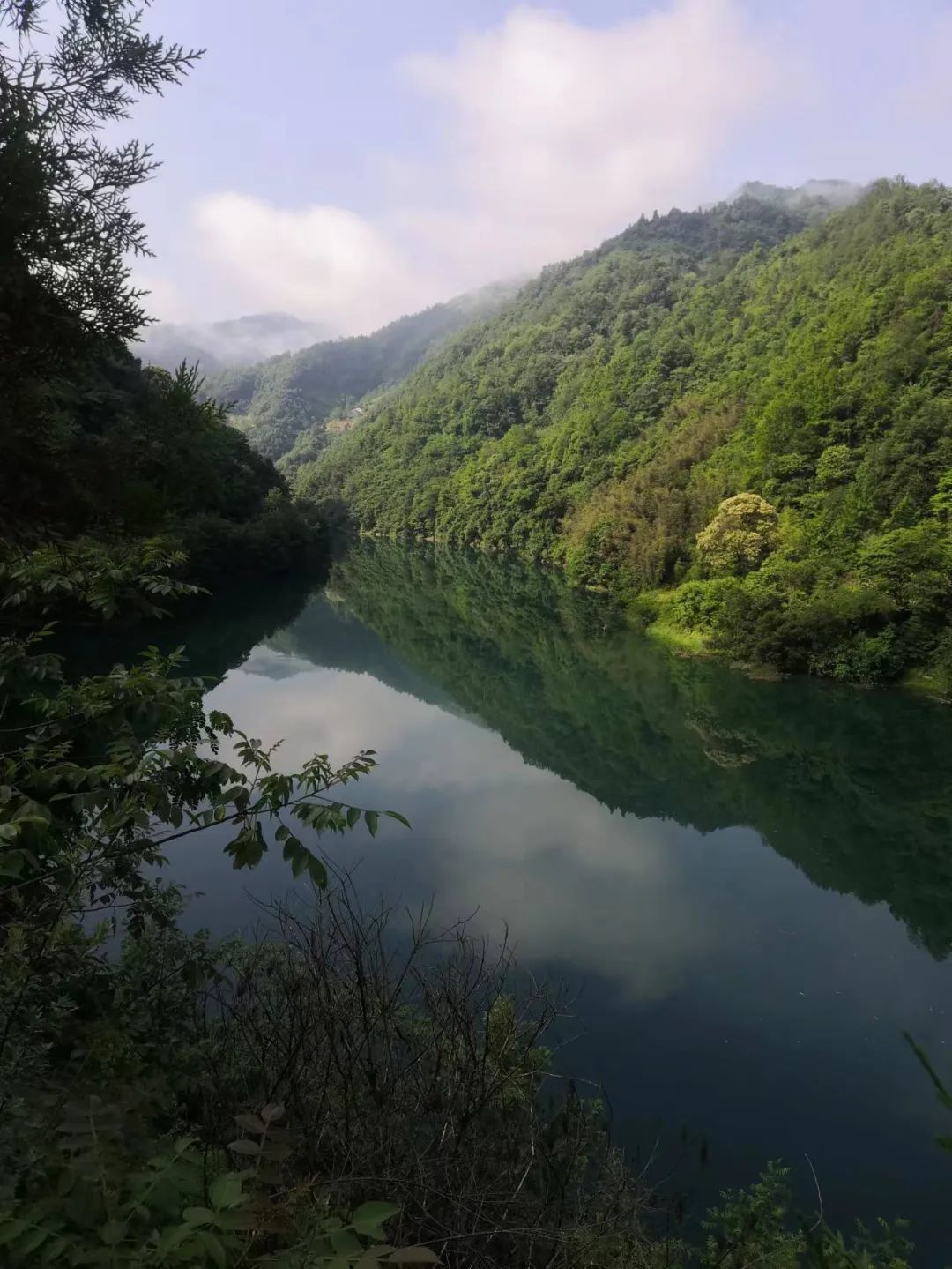 紫阳富硒茶采摘季节