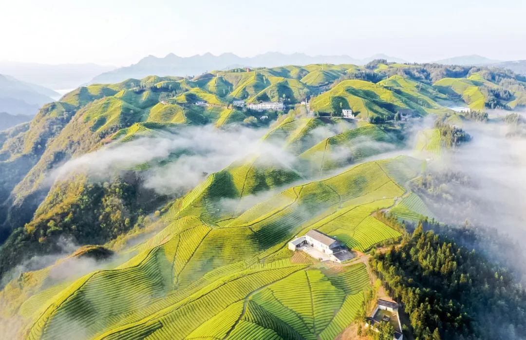 海南恩施富硒茶加工