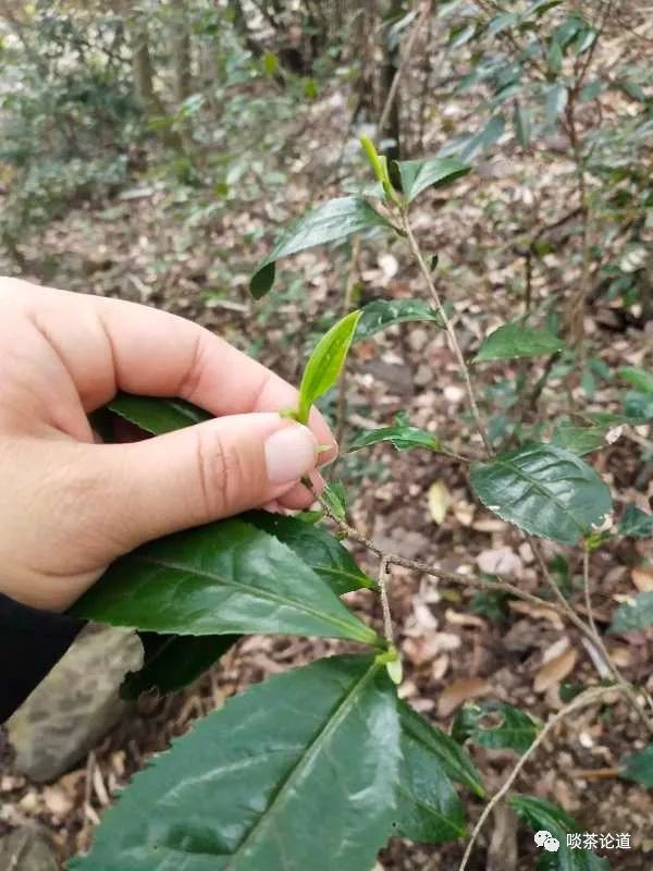 安徽野生富硒茶价格