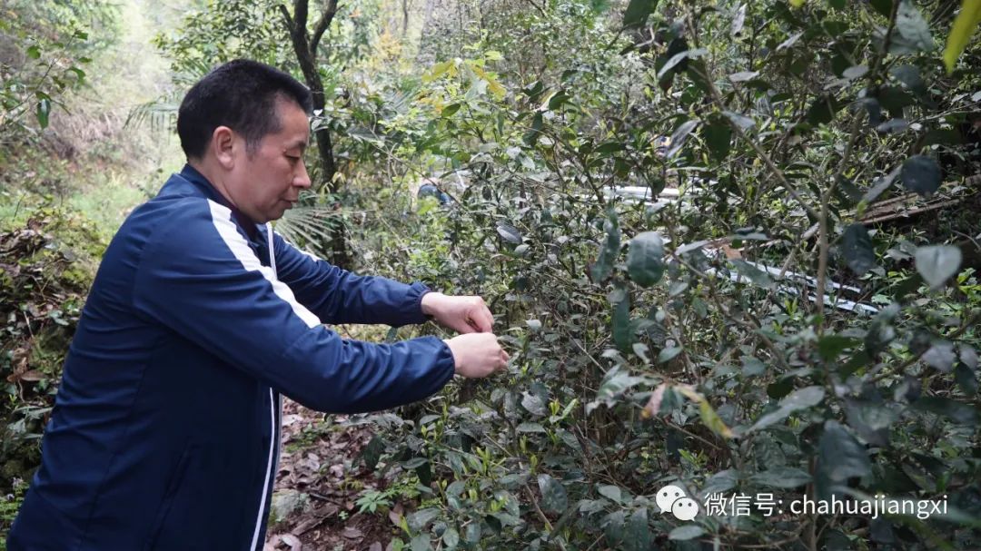 安徽野生富硒茶价格