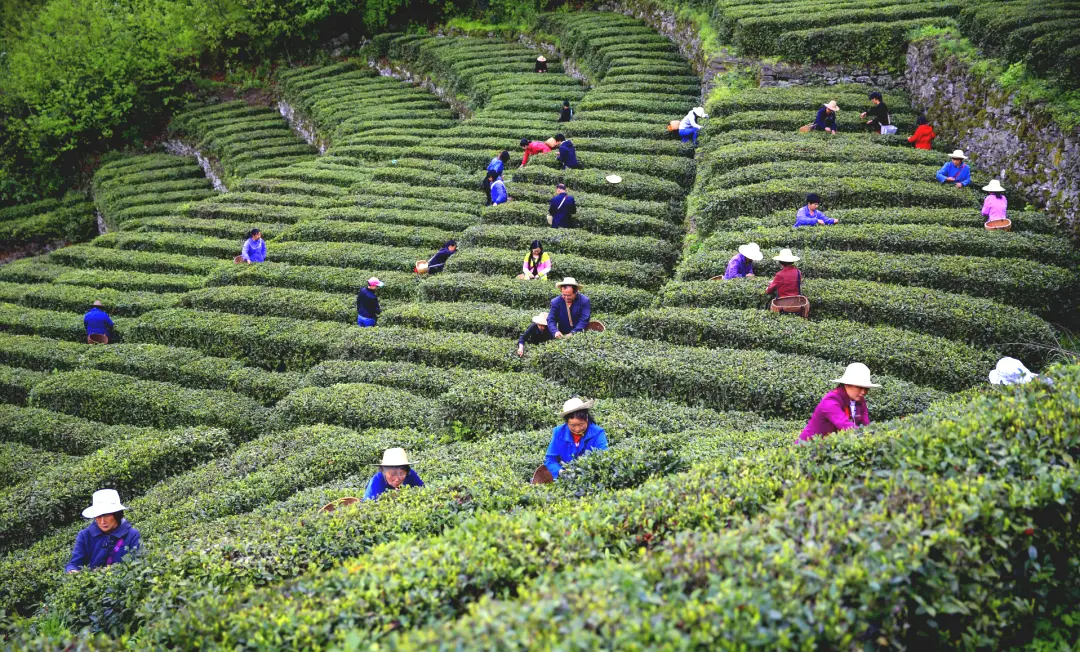 紫阳富硒茶开园季节