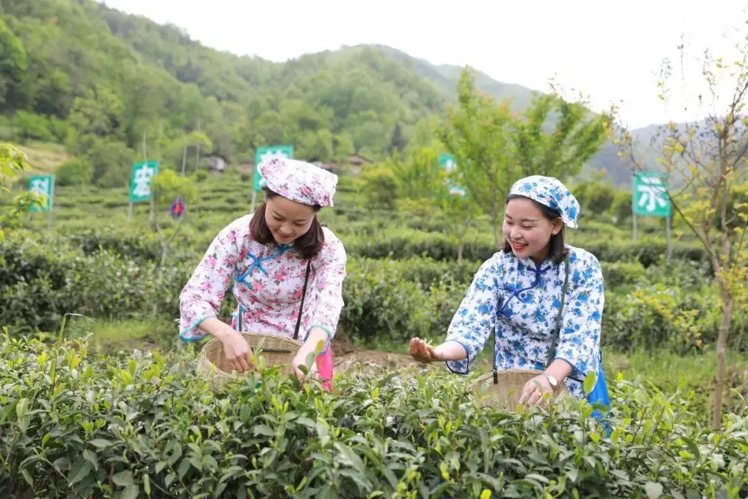 紫阳富硒茶开园季节