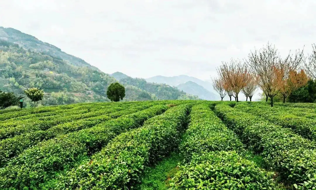 紫阳富硒茶开园季节